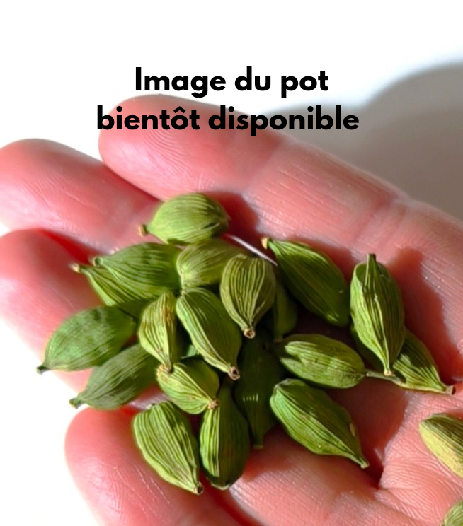 Cardamome jumbo inde grade 1
